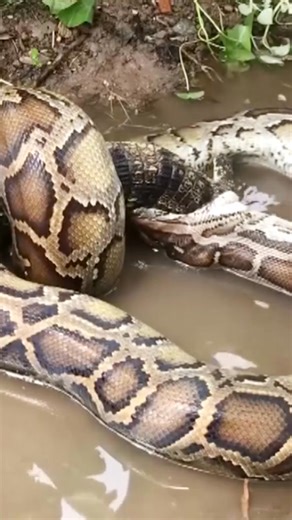 #animals #wildlife #animalsoftiktok #python #crocodile | Animalist | Facebook