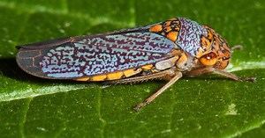 After Murder Hornets, Millions of Loud, Crop-Killing Cicadas to Emerge in US after 17 Years