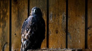 Mais de 100 vídeos grátis em HD e 4K de Eagle e Águia - Pixabay