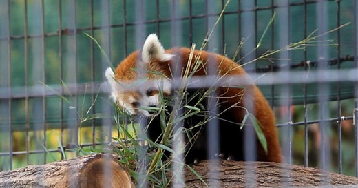 Endangered red panda cubs born in captivity