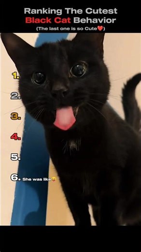 Ranking The Cutest Black Cat Behavior😻🐈‍⬛(You Won't Believe No.1)#shorts