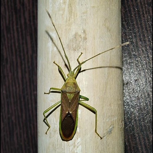 A Leaf-footed Bug