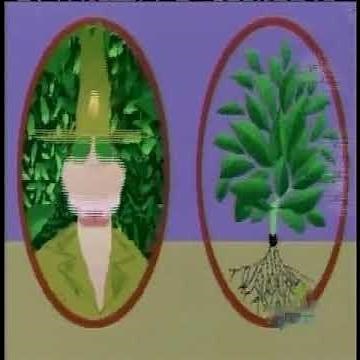 Sesame Street - Plants