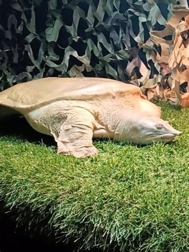 Cuddly Moments with Barry the Turtle