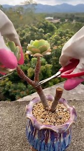 Make your succulents have more babies 🪴 👉 My Youtube channel: Succulent Garden #多肉植物 #succulents #succulentlove #多肉#succulentlover #succulentaddict #succulent #succulentobsession #succulentlife #succulentcity #succulentobsessed #succulentcollection #succulover #succulove #succulentaddiction #senda #vuonsenda #reels | Succulents