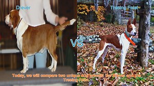 Drever vs. Treeing Feist: A Comprehensive Comparison