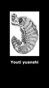 69K views · 1.5K reactions | 500 Million Year Old Larval Surprise Found Fossilized in China! #historicaltidbits #sciencenews #paleontology #FossilDiscovery | Historical Tidbits | Facebook