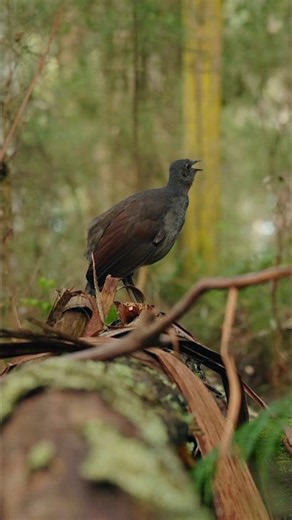 The most beautiful sound you will hear today. #birdsounds#birdsinging