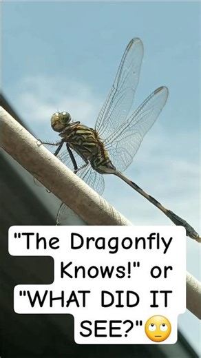 Dragonfly Suddenly Flew Away! Close-Up Shock 🔥