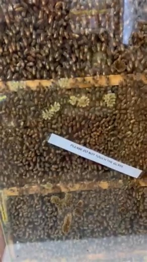 4K views · 95 reactions | Our glass observation bee hive is exceptionally strong and healthy this year. There's a queen in there somewhere. Visit our orchard and see if you can find her! | Curran's Orchard | Facebook