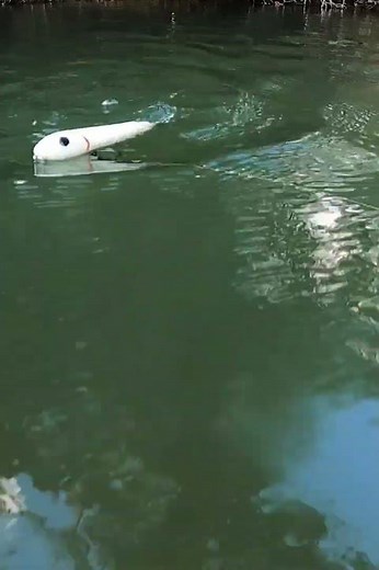 The few things you need to Know about the Super Zara Zpook!