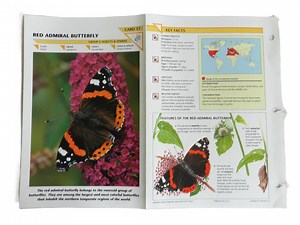 Vintage Wildlife Fact File Cards 1991 - Etsy