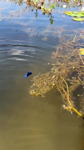 How To Catching Betta Fish In Lake…