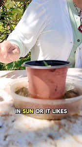 Here’s your sign to grow cucumbers! 🥒 Would you grow these in your garden? #cucumber #cucumbers #gardening #garden | Judy Bao Garden