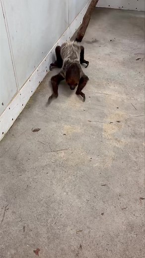Many people ask what it looks like when sloths walk on the ground. Our keepers were able to get a video of it! | Yellow River Wildlife Sanctuary