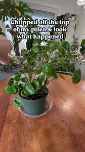 52K views · 1.6K reactions | I chopped up my Pilea and stuck it in...