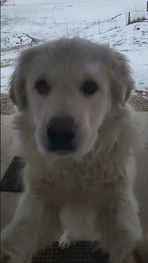 Great Pyrenees
