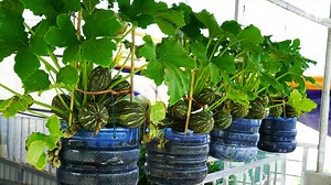 Master the Art of Hanging Zucchini The Ultimate Guide | Great DIY Idea