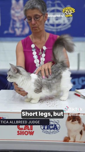 Discover the Unique Munchkin Cat with Tiny Legs