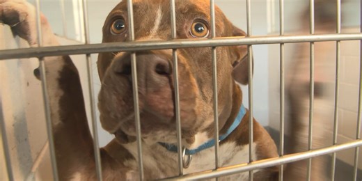 Adoption fees waived at Humane Society of Sarasota County for statewide ‘Mega Adoption Event’