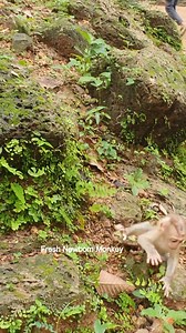 Daily activities of cute newborn monkey, Baby try to climb &walk | Fresh Newborn Monkey