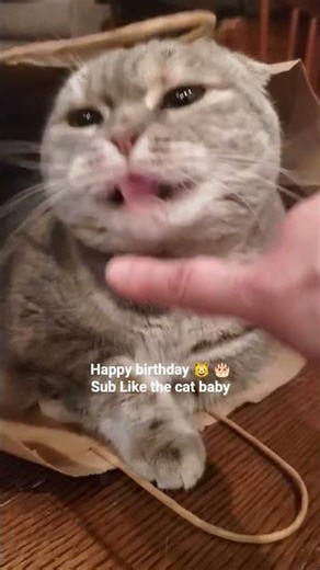 Grey cat's birthday 🎂#cat #cats