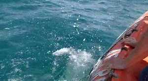 5K views · 424 reactions | Il 25 aprile, al largo delle coste di...