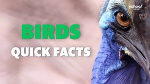 Quick facts | Birds