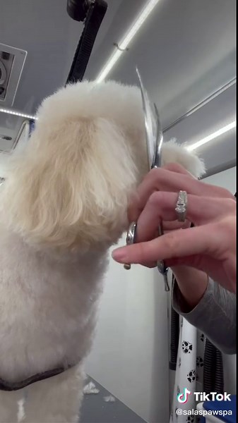 Grooming Tips for Your Fluffy Poodle