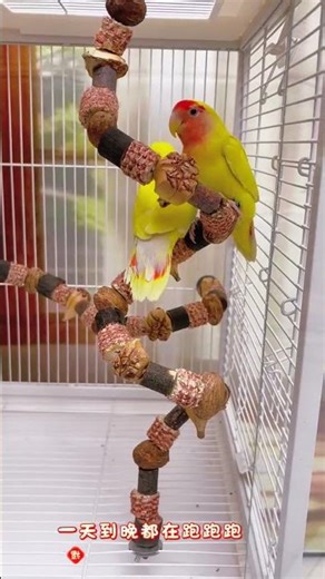 Parrots' perches have been upgraded to this now; they can chew and bite, supplement their nutrition,