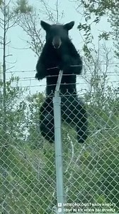13M views · 546K reactions | Ouch! 헙헹헼헿헶헱헮 헯헹헮헰헸 헯헲헮헿 scaling a barbed wire fence outside Tyndall Air Force Base yesterday.  Follow for more on my page: Meteorologist Nash Rhodes Video sent in by: Kevin Dalrymple | Meteorologist Nash Rhodes | Facebook
