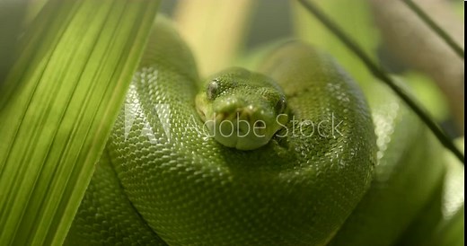 Green snake coiled up in foliage and staring directly at the camera. Emerald Gaze: A Green Snake, Coiled in Foliage, Locks Eyes with the Intruding Lens