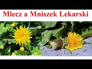 Mlecz a Mniszek Lekarski - czym się różnią
