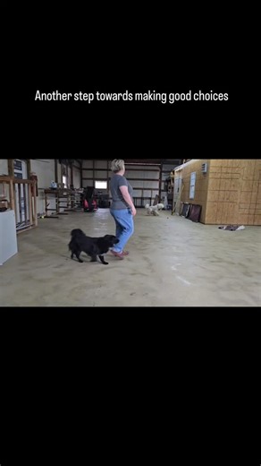 Okay Lady K-9 Training on Instagram: "River is making great strides, but we aren't quite finished yet. While she did great with Waldo today, it could simply be because his personality differs from Bailey's, or even because he's a male. Working with two dogs alone is not enough to determine that River will always do her best. The plan is another session with Bailey and probably one or two more sessions with a couple of my other personal dogs. www.okayladyk9training.com #behaviormodification #dogt