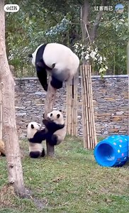 My children… move from there, because if i fall down, you'll become thin slices! 😅😝 #motherhood #funnyanimals #babypanda #babypandas #care #beautiful #love #silly #funny #naturephotography #nature #panda #fluffy #pandas #cute | Pandas, a Light In My Heart