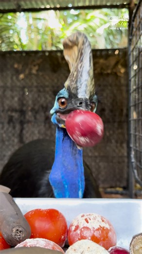Down the hatch! 🍎 📷 Keeper Bec | Perth Zoo