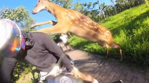 Man gets surprised by deer attack while sitting on motorcycle in Shanghai, China