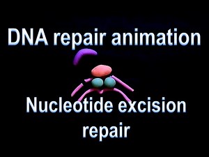 DNA repair | nucleotide excision repair
