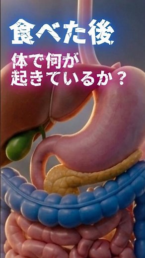 食べた後、体で何が起きているか？ ⑤胆道・膵臓 #膵臓 #胆道 #膵炎 #消化 #消化器内科 #医学 #健康 #shorts