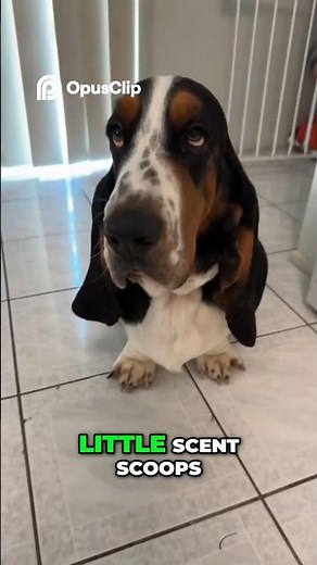 Beyond the Laziness: What Makes Basset Hounds Unique