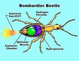 Attack of The Bombardier Beetle !!!!