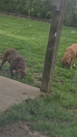 Dogs on bug patrol—hunting every bug and insect like little backyard detectives #dogbugshunter