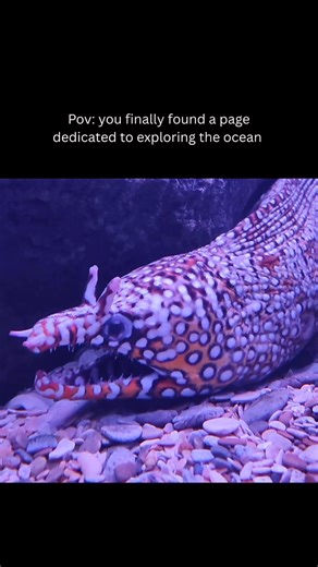 Watching an eel breathe is like watching the ocean itself come to life. Instead of opening and closing its mouth to bite, it’s pulling water in to pass over its gills. These rhythmic movements allow the eel to extract oxygen from the water, even while staying hidden in caves or burrows. Unlike many fish, eels can breathe through their skin as well as their gills when oxygen levels are low, making them incredibly adaptable to different environments. This is one of the reasons eels thrive in both 