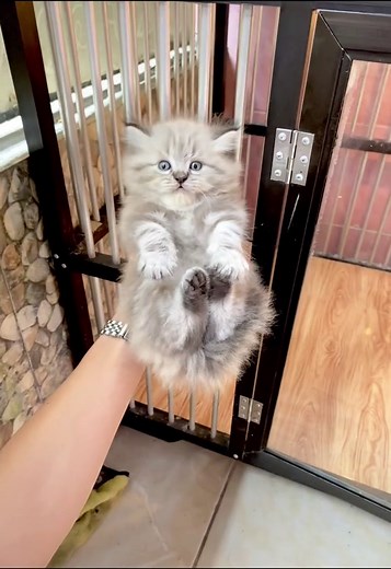 IG|zerrykitten on TikTok