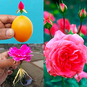 161K views · 2.7K reactions | How to growing rose from flower bud | Propagate rose in a way not everyone knows | Rana Craft | Facebook