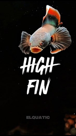 🔥 Born wild, raised proud ‼️ The Limbata High Fin isn’t about size — it’s about presence. Every fin flare reminds you who rules the calm waters. Tag a friend who’d fall for this high-fin beauty 👇 #reels #trending #fyp #channa #fblifestyle #california | Elquatic Id