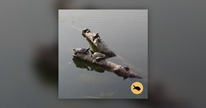 Is this the 'painted turtle' or 'map turtle'? - Kingston's MOVE 98.3