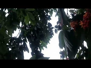 Beautiful swaying trees in the wind, Rumbling Leaves, Relaxing wind beautiful tree blossoming