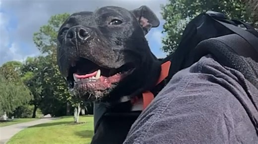 Rescue dog's first heartbreaking moments in new home We interviewed instagram.com/toothless_kodak for this video produced exclusively by GeoBeats. | GeoBeats Animals