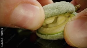 A soft white nut inside a green almond. Close-up of a hand breaking it into pieces. Slow motion.